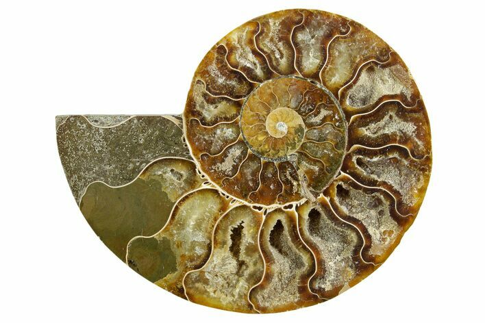 Cut & Polished Ammonite Fossil (Half) - Madagascar #364864